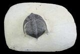 Bargain, Zlichovaspis Trilobite - Atchana, Morocco #100675-2